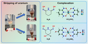 Graphical abstract: Hydroxyl-glutarimidedioxime: a complexing reagent to strip uranium from the organic phase of P350