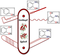 Graphical abstract: Structural insights into ortho-aminophenol oxidases: kinetic and crystallographic characterization of SmNspF and SgGriF