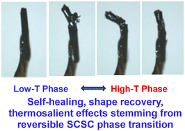 Graphical abstract: Martensitic phase transition and stimuli responsive effects in thermosalient cocrystal of 9,10-dimethylanthracene with F2TCNQ