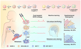 Graphical abstract: Spatiotemporal identification of therapeutic markers via dual-targeted SERS bioprobes for assessing breast cancer progression
