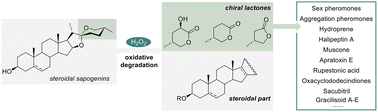 Graphical abstract: Steroidal sapogenin-derived chirons: underdeveloped building blocks with methyl-branched chiral centers
