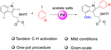 Graphical abstract: One-pot C2-arylation and C4-acetoxylation of tryptophan derivatives via palladium-catalyzed tandem C–H activation