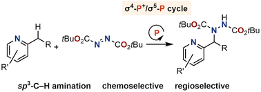 Graphical abstract: Phosphorus catalysis enabling α-sp3-C–H amination of 2-alkylpyridines