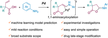 Graphical abstract: Investigations of palladium catalysed 1,1-aminoacyloxylation of unsaturated carboxylic acids via experiments and machine learning