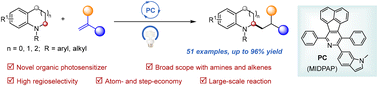 Graphical abstract: Regioselective α-alkylation of benzo-fused cyclic amines via organic photoredox catalysis