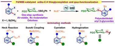 Graphical abstract: Glycosyl thiosulfonate-enabled ortho-thiolation via the Catellani strategy: a modular synthesis of polysubstituted aryl thioglycosides