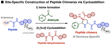 Graphical abstract: Precision synthesis of peptide chimeras through site-specific azomethine ylide–dehydroalanine cycloaddition