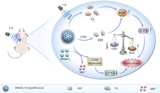 Graphical abstract: A hollow nanozyme-based multifunctional platform enhances sonodynamic–chemodynamic-induced ferroptosis for cancer therapy