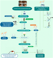 Graphical abstract: Optimization of trimetallic Cu–Cr–Ca nanoparticle-catalyzed transesterification of amla (Phyllanthus emblica L.) seed oil: analytical characterization and fuel properties of biodiesel