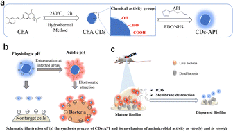 Graphical abstract: Design of acidic activation-responsive charge-switchable carbon dots and validation of their antimicrobial activity