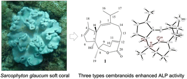 Graphical abstract: Insights into the structural diversity of cembranoids from Sarcophyton glaucum and their bioactivity