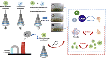 Graphical abstract: Efficient wastewater treatment and biomass co-production using energy microalgae to fix C, N, and P