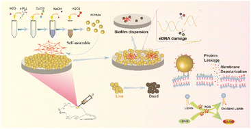 Graphical abstract: A biomimetic nano-NET strategy for the treatment of MRSA-related implant-associated infection