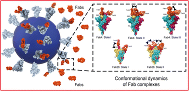 Graphical abstract: Cryo-EM reveals conformational variability in the SARS-CoV-2 spike protein RBD induced by two broadly neutralizing monoclonal antibodies