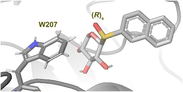 Graphical abstract: Synthesis, conformational analysis and biological activity of xylopyranosyl sulfur-containing glycosides: dependence of sulfur atom configuration