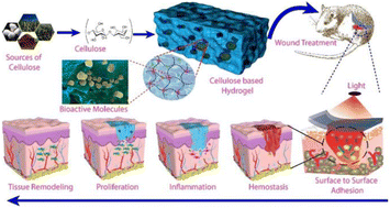 Graphical abstract: Advances in cellulose-based hydrogels: tunable swelling dynamics and their versatile real-time applications
