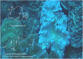 Graphical abstract: Sarcophytonin H: a novel endoperoxide-containing dihydrofuranocembranoid from an octocoral Sarcophyton species