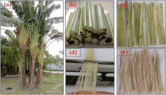 Graphical abstract: Investigation of the physical, chemical and thermal properties of a novel lignocellulosic fiber extracted from the Ravenala madagascariensis leaf stalk