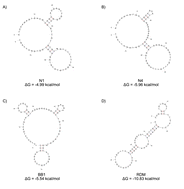 Graphical abstract: In silico and in vitro characterisation and affinity maturation of human red blood cell binding aptamers