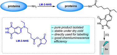 Graphical abstract: Synthesis of isoluminol derivatives with a terminal carboxyl group for protein labelling