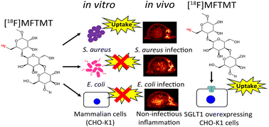 Graphical abstract: Synthesis, radiolabeling, and biological evaluation of methyl 6-deoxy-6-[18F]fluoro-4-thio-α-d-maltotrioside as a positron emission tomography bacterial imaging agent