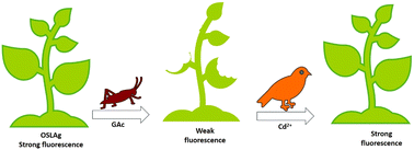 Graphical abstract: Fluorescent silver hydrosol for the dual fluorometric sensing of gallic acid and Cd2+