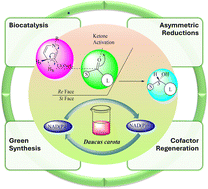 Graphical abstract: Green and sustainable synthesis of chiral alcohols: the role of Daucus carota as a biocatalyst in organic chemistry