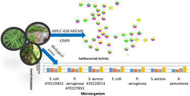 Graphical abstract: Targeted metabolomic profiling and antibacterial assessment of extracts from leaves, stems, and fruits of Egyptian Parkinsonia aculeata L.