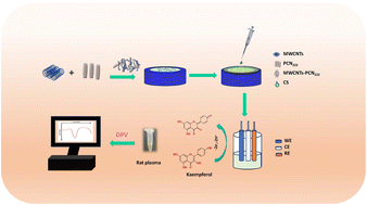 Graphical abstract: An electrochemical sensor based on MWCNTs and a PCCN222 peroxidase-like nanocomposite for sensitive and selective kaempferol detection
