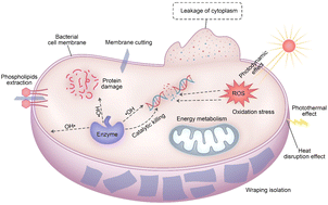 Graphical abstract: Research progress on the preparation, performance, mechanisms, and applications of carbon nanomaterials against Gram-negative bacteria