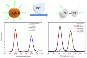 Graphical abstract: A highly selective colorimetric sensor of mercury(ii) ions and hydrogen peroxide by biosynthesized silver nanoparticles in water and investigations of the interaction between silver and mercury
