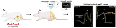 Graphical abstract: Europium-doped cerium oxide nanoparticle-impregnated Hyalgan® (CartiOxgel): an intra-articular contrast agent for X-ray CT and optical imaging