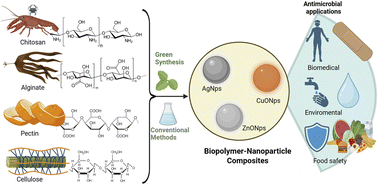 Graphical abstract: Antimicrobial activity of chitosan, alginate, pectin, and cellulose-based biopolymer composites with silver, copper oxide, and zinc oxide nanoparticles