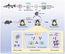 Graphical abstract: Polydopamine-functionalized acellular fish scale scaffolds for accelerated bone tissue regeneration