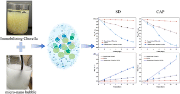 Graphical abstract: Efficacy of micro–nano bubble enhanced immobilized Chlorella vulgaris in the removal of typical antibiotics