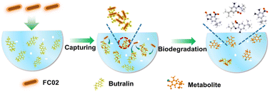 Graphical abstract: Biodegradation mechanism of butralin by a newly isolated Bacillus velezensis FC02