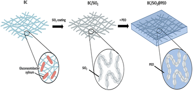 Graphical abstract: High thermal stability and tensile-strength bacterial cellulose–silica–PEO composite solid polymer electrolyte for long-life and dendrite-free lithium metal batteries