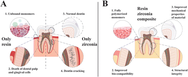 Graphical abstract: Multifunctional resin-matrix ceramic: synergistic mechanical–biological optimization and novel strategies for translational research