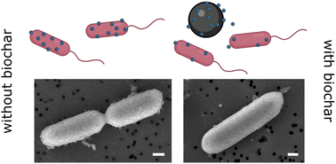 Graphical abstract: Biochar pre-conditioning reduces nanoplastic toxicity to plant growth-promoting bacteria