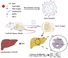 Graphical abstract: Galactose receptor-mediated hepatic targeting system: engineering of quinary cationic liposomes for resveratrol delivery against hepatic steatosis
