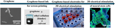 Graphical abstract: Enabling 3D electrical stimulation of adipose-derived decellularized extracellular matrix and reduced graphene oxide scaffolds in vitro using graphene electrodes