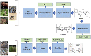 Graphical abstract: Utilization of natural and waste sources for synthesis of cellulose, chitin, and chitosan for a suitable environment