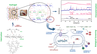 Graphical abstract: Biomedical Frontiers with PVA–chitosan/lignin@CdZnO multifunctional hydrogel