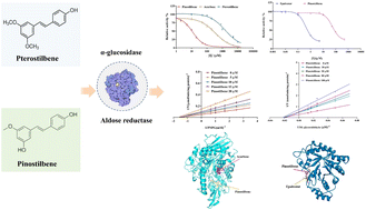 Graphical abstract: Inhibitory mechanism of pterostilbene and pinostilbene on aldose reductase and α-glucosidase: a new insight from inhibition kinetics and molecular docking studies