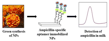 Graphical abstract: Tagetes erecta synthesized bimetallic Ag–Au nanoparticles and their potential application in electrochemical detection and estimation of ampicillin in raw milk