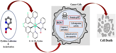 Graphical abstract: Anticancer efficacy of bis-heteroleptic iridium(iii) complexes with difluoro-substituted phenylpyridine ligands