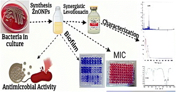 Graphical abstract: Molecular biology insights into levofloxacin-loaded ZnO nanoparticles: a potent strategy against MDR Acinetobacter baumannii