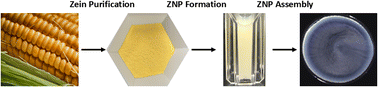 Graphical abstract: Production and processing of zein nanoparticles as structural colorants