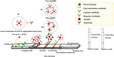 Graphical abstract: Enhanced sensitivity of lateral flow assay for NGAL detection using cysteamine-modified gold nanoparticles