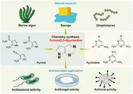 Graphical abstract: Recent advances in the antimicrobial application of the pyrrolo[2,3-d]pyrimidine scaffold: innovative synthetic strategies, structural diversification, and bioactivity evaluation